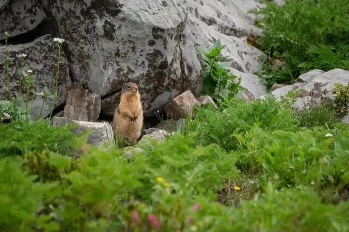 Framed Print : Yellow-bellied marmot (Marmota flaviventris) in an alpine mountain meadow, Kananaskis Country, Alberta Framed Print : Yellow-bellied marmot (Marmota flaviventris) in an alpine mountain meadow, Kananaskis Country, Alberta