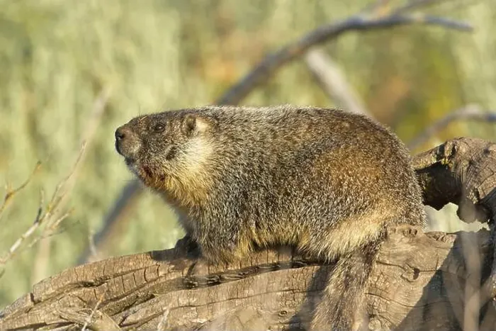 Framed Print : A yellow bellied marmot sits on a long and soaks in the morning sun near Liberty Lake, Washington Framed Print : A yellow bellied marmot sits on a long and soaks in the morning sun near Liberty Lake, Washington