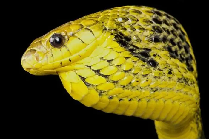 Framed Print : Yellow-bellied puffing snake (Pseustes sulphureus) Framed Print : Yellow-bellied puffing snake (Pseustes sulphureus)
