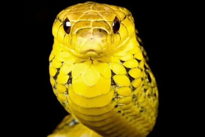 Framed Print : Yellow-bellied puffing snake (Pseustes sulphureus) Framed Print : Yellow-bellied puffing snake (Pseustes sulphureus)