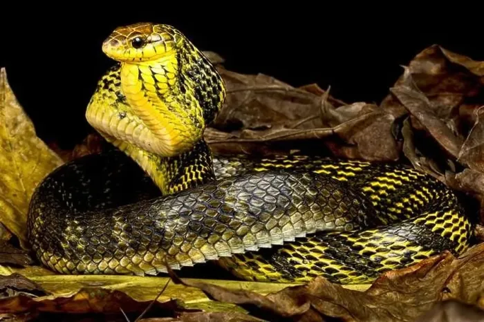 Framed Print : Yellow-bellied puffing snake (Pseustes sulphureus)