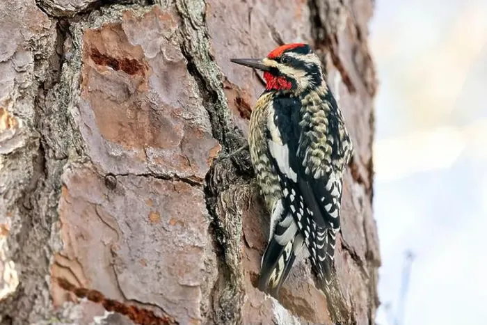 Framed Print : Yellow-bellied Sapsucker (Sphyrapicus varius) male - Brevard, North Carolina, USA Framed Print : Yellow-bellied Sapsucker (Sphyrapicus varius) male - Brevard, North Carolina, USA