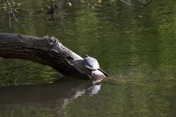 Framed Print : A yellow bellied turtle basking on a log in Pennsylvania Framed Print : A yellow bellied turtle basking on a log in Pennsylvania