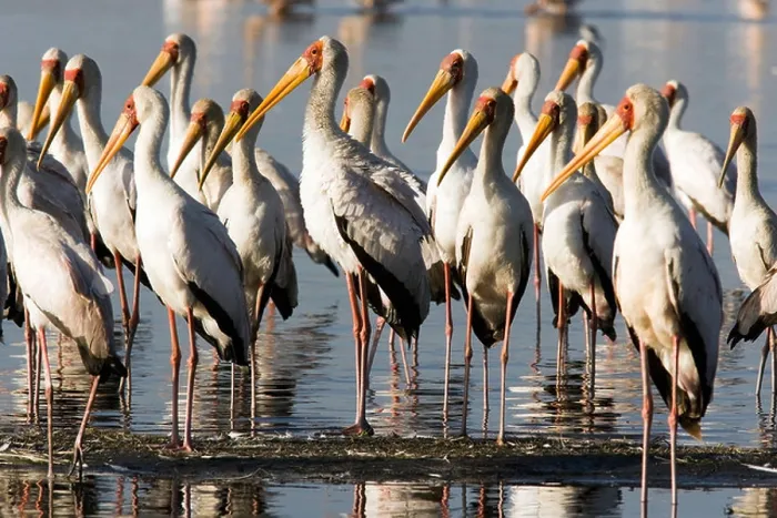 Framed Print : Yellow-Billed Storks - Lake Nakuru National Park, Kenya