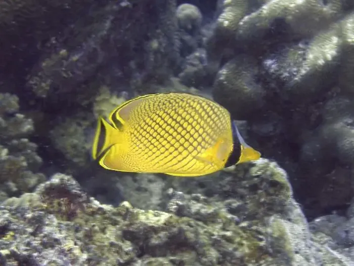Framed Print : A yellow-black patterned fish, large scale butterflyfish (Chaetodon rafflesii) Framed Print : A yellow-black patterned fish, large scale butterflyfish (Chaetodon rafflesii)
