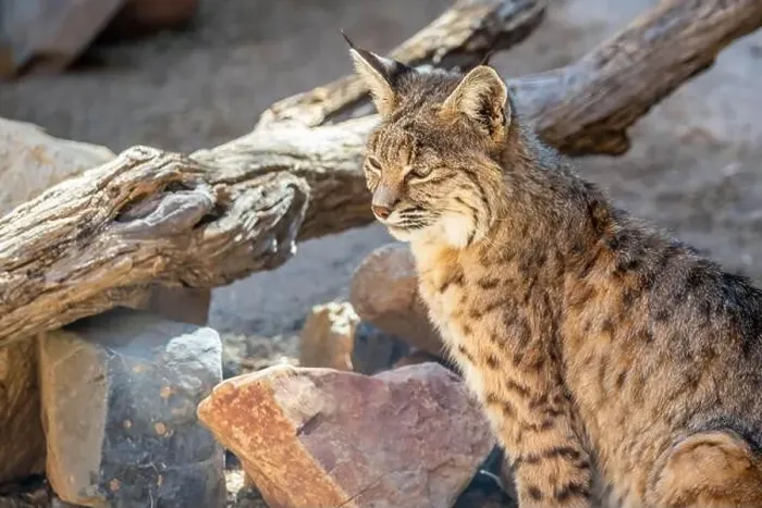 Framed Print : A yellow and black spotted Bobcat in Tucson, Arizona Framed Print : A yellow and black spotted Bobcat in Tucson, Arizona