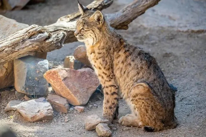 Framed Print : A yellow and black spotted Bobcat in Tucson, Arizona Framed Print : A yellow and black spotted Bobcat in Tucson, Arizona