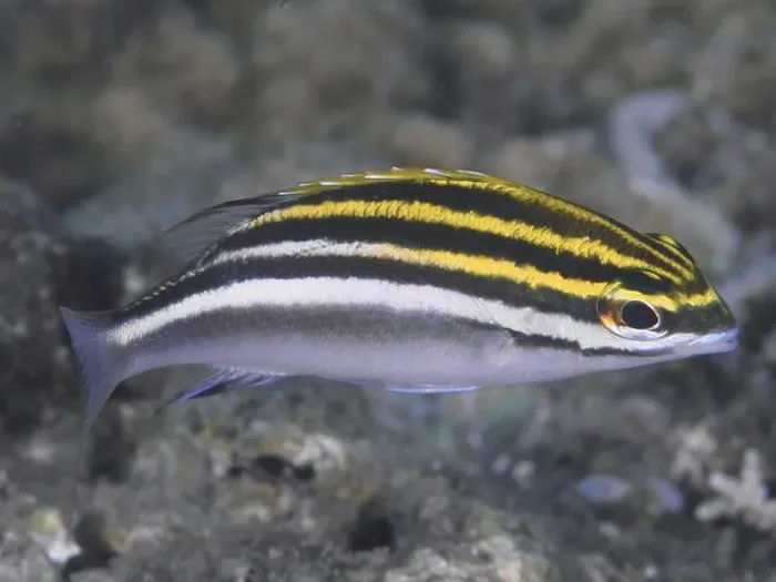 Framed Print : Yellow and black striped juvenile sash snapper (Scolopsis bilineata) swimming elegantly over the seabed Framed Print : Yellow and black striped juvenile sash snapper (Scolopsis bilineata) swimming elegantly over the seabed
