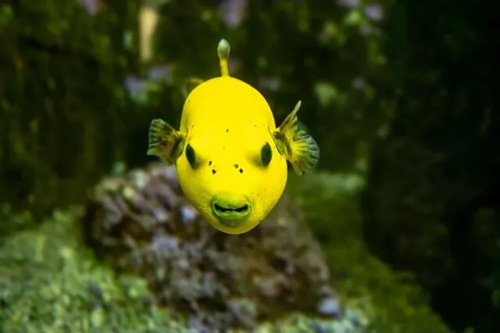 Framed Print : Yellow Blackspotted Puffer Or Dog-faced Puffer Fish Arothron Nigropunctatus Swimming In Water Framed Print : Yellow Blackspotted Puffer Or Dog-faced Puffer Fish Arothron Nigropunctatus Swimming In Water