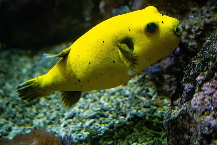 Framed Print : Yellow Blackspotted Puffer Or Dog-faced Puffer Fish Arothron Nigropunctatus Swimming In Water Framed Print : Yellow Blackspotted Puffer Or Dog-faced Puffer Fish Arothron Nigropunctatus Swimming In Water