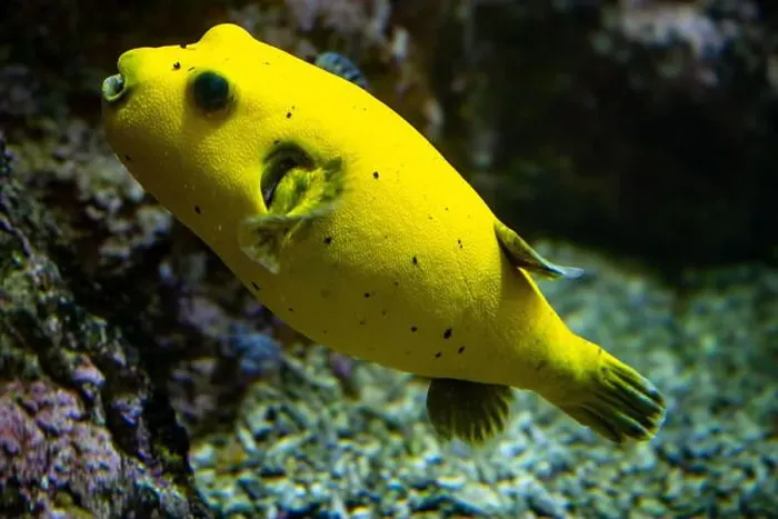 Framed Print : Yellow Blackspotted Puffer Or Dog-faced Puffer Fish Arothron Nigropunctatus Swimming In Water Framed Print : Yellow Blackspotted Puffer Or Dog-faced Puffer Fish Arothron Nigropunctatus Swimming In Water