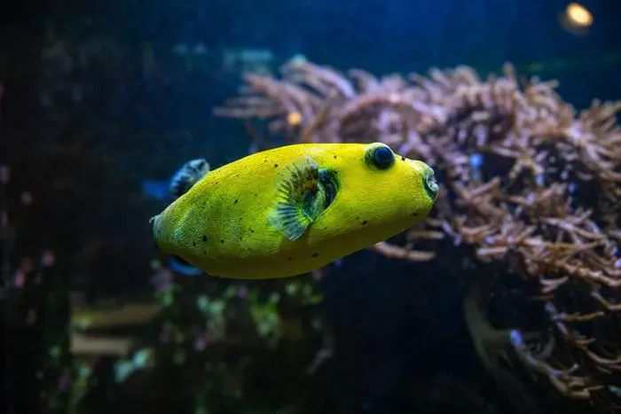 Framed Print : Yellow Blackspotted Puffer Or Dog-faced Puffer Fish Arothron Nigropunctatus Swimming In Water Framed Print : Yellow Blackspotted Puffer Or Dog-faced Puffer Fish Arothron Nigropunctatus Swimming In Water