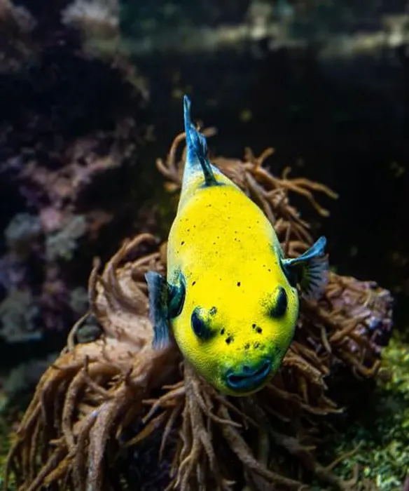 Framed Print : Yellow Blackspotted Puffer Or Dog-faced Puffer Fish Arothron Nigropunctatus Swimming In Water Framed Print : Yellow Blackspotted Puffer Or Dog-faced Puffer Fish Arothron Nigropunctatus Swimming In Water