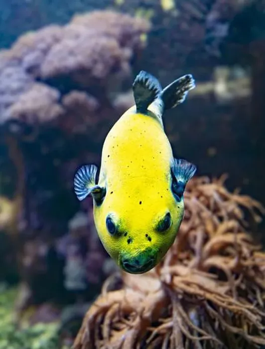 Framed Print : Yellow Blackspotted Puffer Or Dog-faced Puffer Fish Arothron Nigropunctatus Swimming In Water