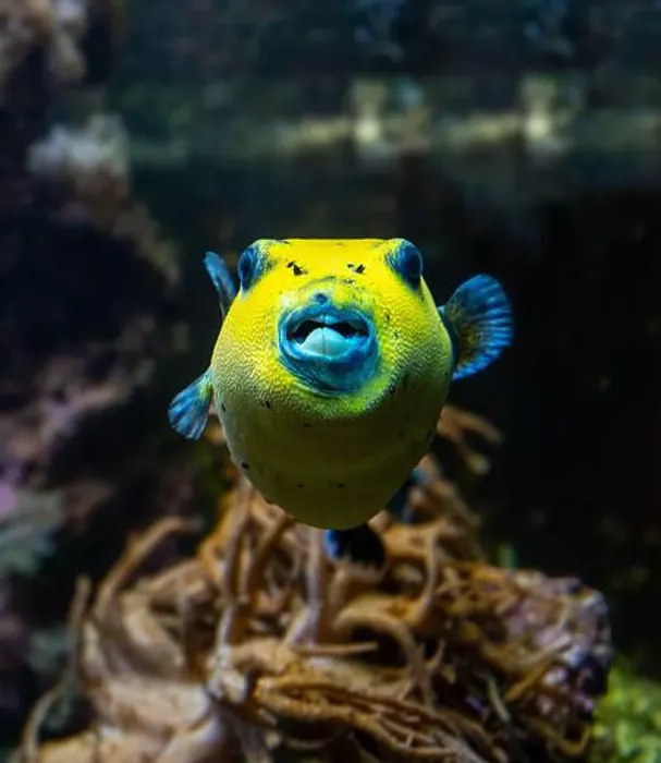 Framed Print : Yellow Blackspotted Puffer Or Dog-faced Puffer Fish Arothron Nigropunctatus Swimming In Water Framed Print : Yellow Blackspotted Puffer Or Dog-faced Puffer Fish Arothron Nigropunctatus Swimming In Water