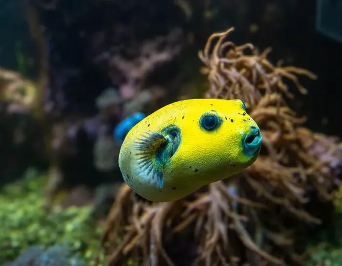 Framed Print : Yellow Blackspotted Puffer Or Dog-faced Puffer Fish Arothron Nigropunctatus Swimming In Water Framed Print : Yellow Blackspotted Puffer Or Dog-faced Puffer Fish Arothron Nigropunctatus Swimming In Water