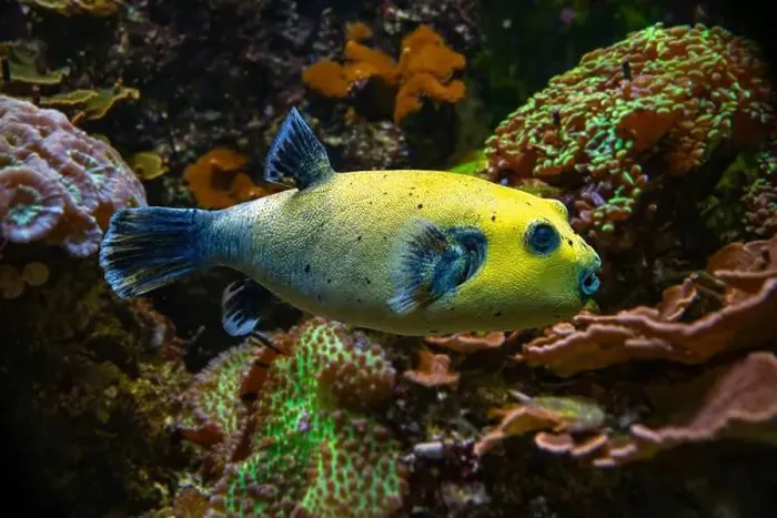 Framed Print : Yellow Blackspotted Puffer Or Dog-faced Puffer Fish Arothron Nigropunctatus Swimming In Water