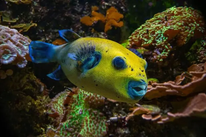 Framed Print : Yellow Blackspotted Puffer Or Dog-faced Puffer Fish Arothron Nigropunctatus Swimming In Water Framed Print : Yellow Blackspotted Puffer Or Dog-faced Puffer Fish Arothron Nigropunctatus Swimming In Water