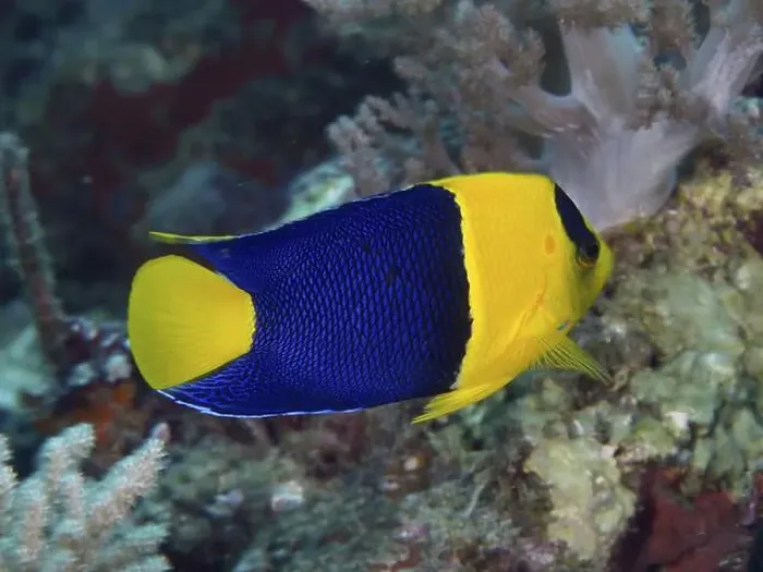 Framed Print : Yellow-blue fish, Bicolor angelfish (Centropyge bicolor) Framed Print : Yellow-blue fish, Bicolor angelfish (Centropyge bicolor)