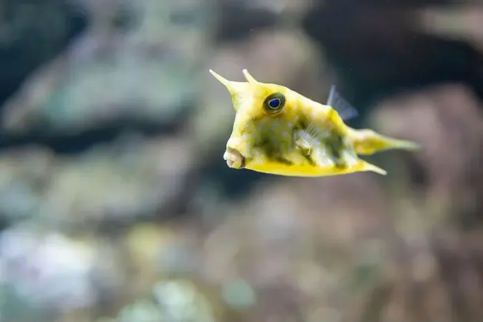 Framed Print : Yellow boxfish or Cubicus boxfish in a tank Framed Print : Yellow boxfish or Cubicus boxfish in a tank