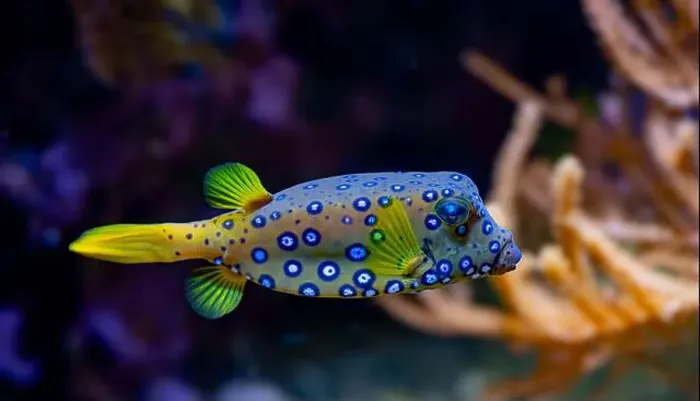 Framed Print : Yellow boxfish (Ostracion cubicum) is a species of boxfish found in reefs throughout the Pacific Ocean and Indian Ocean Framed Print : Yellow boxfish (Ostracion cubicum) is a species of boxfish found in reefs throughout the Pacific Ocean and Indian Ocean