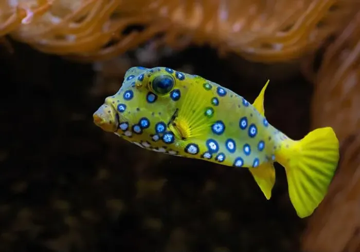 Framed Print : Yellow boxfish (Ostracion cubicum) is a species of boxfish found in reefs throughout the Pacific Ocean and Indian Ocean Framed Print : Yellow boxfish (Ostracion cubicum) is a species of boxfish found in reefs throughout the Pacific Ocean and Indian Ocean