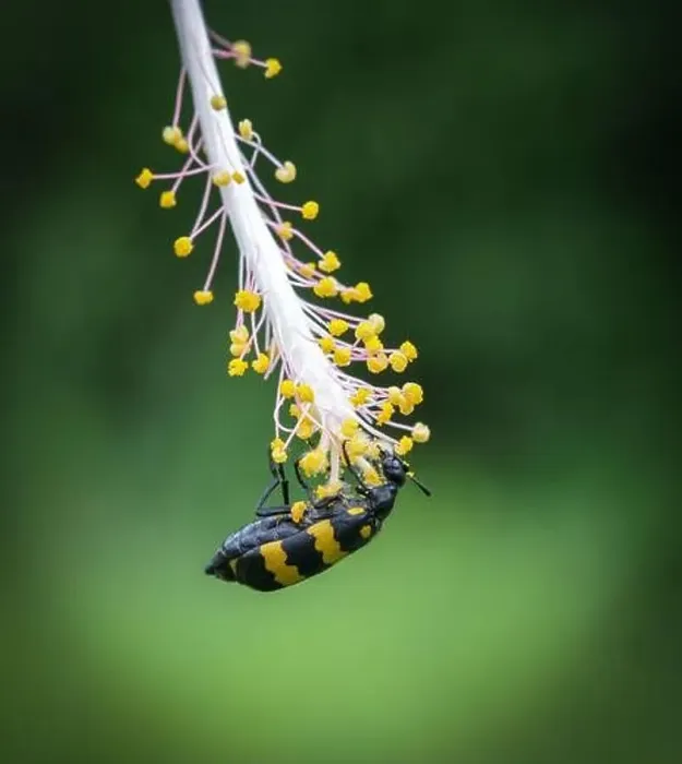Framed Print : yellow bug hanging on a flower. this macro photo was taken from Bangladesh Framed Print : yellow bug hanging on a flower. this macro photo was taken from Bangladesh