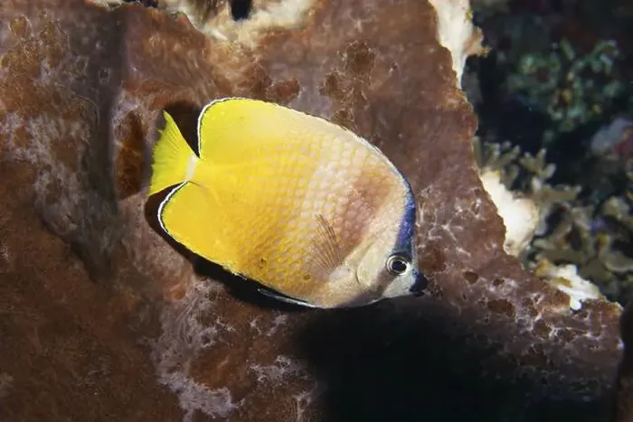 Framed Print : Yellow butterflyfish, Sunburst Butterflyfish (Chaetodon kleinii) Framed Print : Yellow butterflyfish, Sunburst Butterflyfish (Chaetodon kleinii)