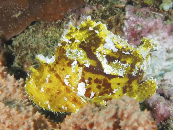 Framed Print : A yellow, camouflaged rocking fish (Taenianotus triacanthus) resting between various colourful corals Framed Print : A yellow, camouflaged rocking fish (Taenianotus triacanthus) resting between various colourful corals