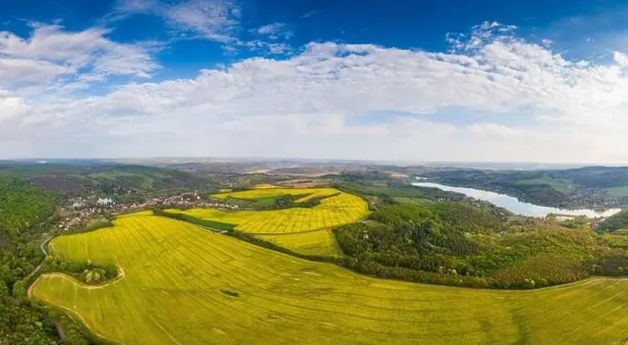 Framed Print : yellow canola field with cloudy sky Framed Print : yellow canola field with cloudy sky
