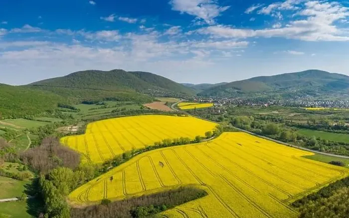 Framed Print : yellow canola field with Mecsek Hills Framed Print : yellow canola field with Mecsek Hills