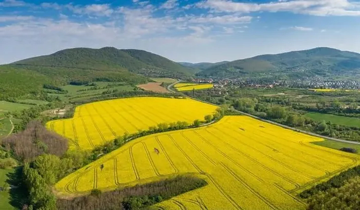Framed Print : yellow canola field with Mecsek Hills Framed Print : yellow canola field with Mecsek Hills