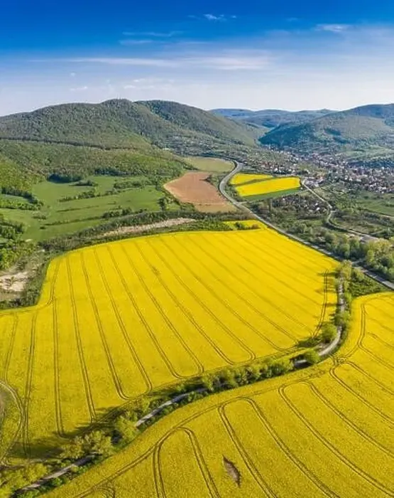 Framed Print : yellow canola field with Mecsek Hills Framed Print : yellow canola field with Mecsek Hills