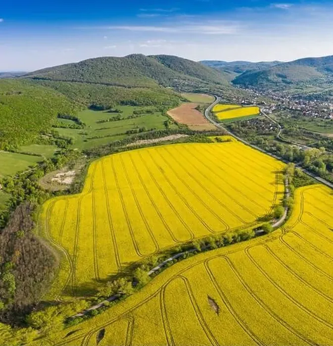 Framed Print : yellow canola field with Mecsek Hills Framed Print : yellow canola field with Mecsek Hills