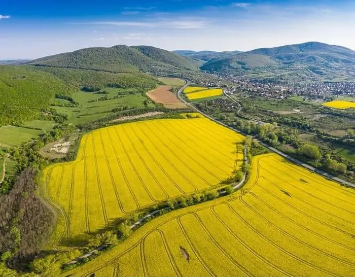 Framed Print : yellow canola field with Mecsek Hills Framed Print : yellow canola field with Mecsek Hills