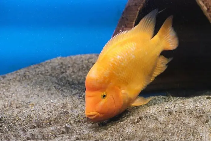Framed Print : Yellow citron cichlid in aquarium against background sea sand Framed Print : Yellow citron cichlid in aquarium against background sea sand