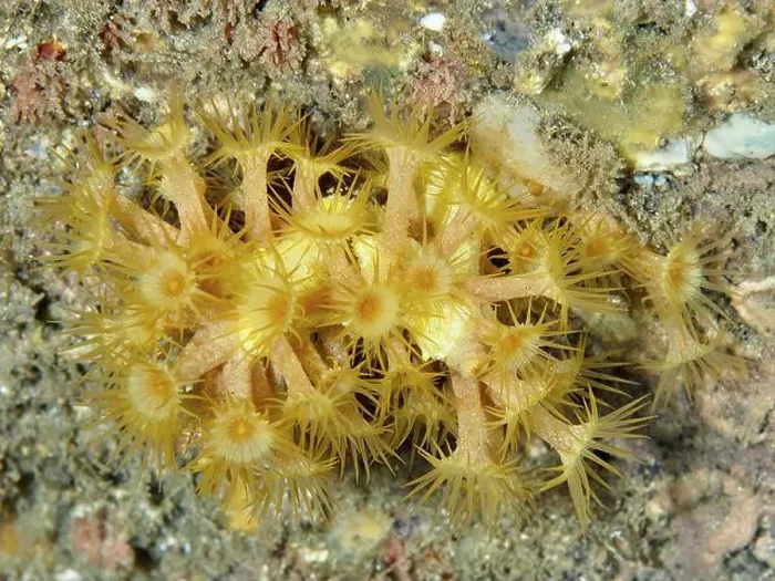 Framed Print : Yellow cluster anemone (Parazoanthus axinellae) on a seabed in the Mediterranean Sea near Hyeres Framed Print : Yellow cluster anemone (Parazoanthus axinellae) on a seabed in the Mediterranean Sea near Hyeres