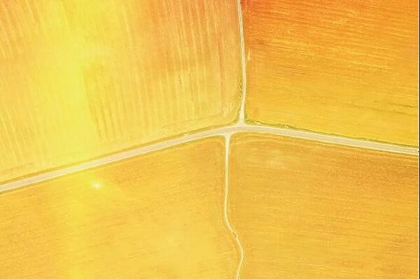 yellow Clusters Of Agricultural Fields Sown With Different Crops. Aerial View country road through fields. Golden Wheat Agricultural Summer Season