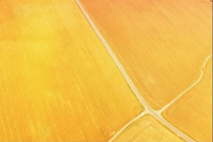 Framed Print : yellow Clusters Of Agricultural Fields Sown With Different Crops. Aerial View country road through fields. Golden Wheat Agricultural Summer Season Framed Print : yellow Clusters Of Agricultural Fields Sown With Different Crops. Aerial View country road through fields. Golden Wheat Agricultural Summer Season
