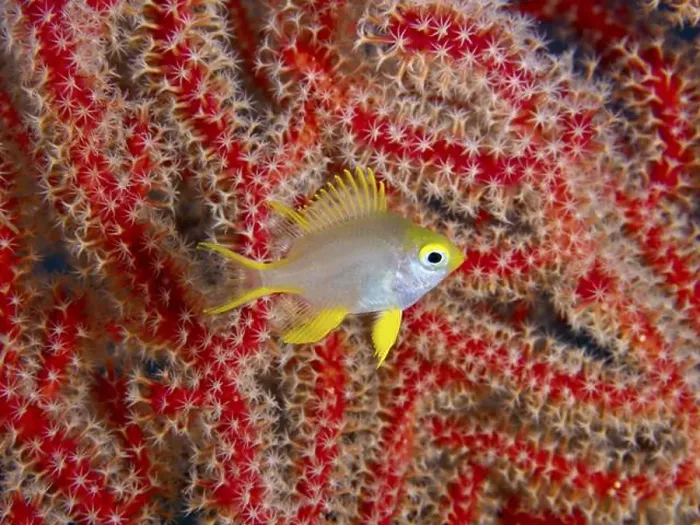 Framed Print : Yellow coloured fish, Golden damselfish (Amblyglyphidodon aureus) juvenile Framed Print : Yellow coloured fish, Golden damselfish (Amblyglyphidodon aureus) juvenile