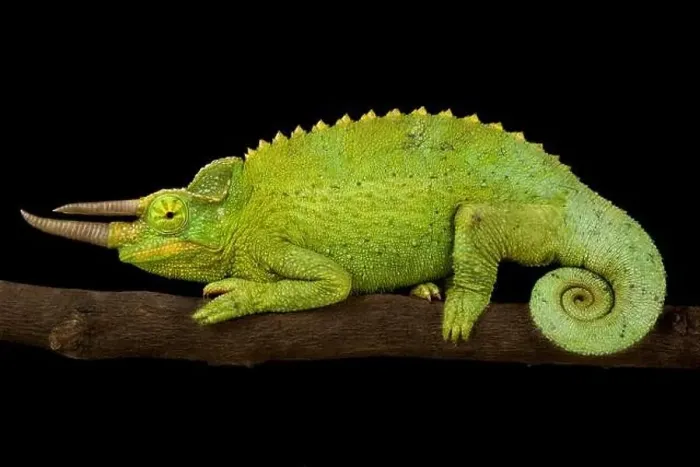 Framed Print : Yellow-crested Jackson's Chameleon (Trioceros jacksonii xantholophus) Framed Print : Yellow-crested Jackson's Chameleon (Trioceros jacksonii xantholophus)