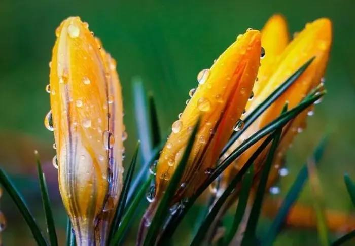 Framed Print : yellow crocuses with rain drops in a macro Framed Print : yellow crocuses with rain drops in a macro
