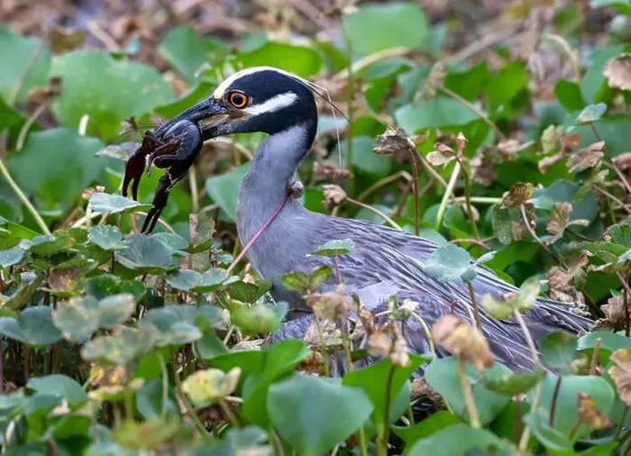 Framed Print : The yellow-crowned night heron (Nyctanassa violacea) eating a crawfish on the flowering meadow background Framed Print : The yellow-crowned night heron (Nyctanassa violacea) eating a crawfish on the flowering meadow background