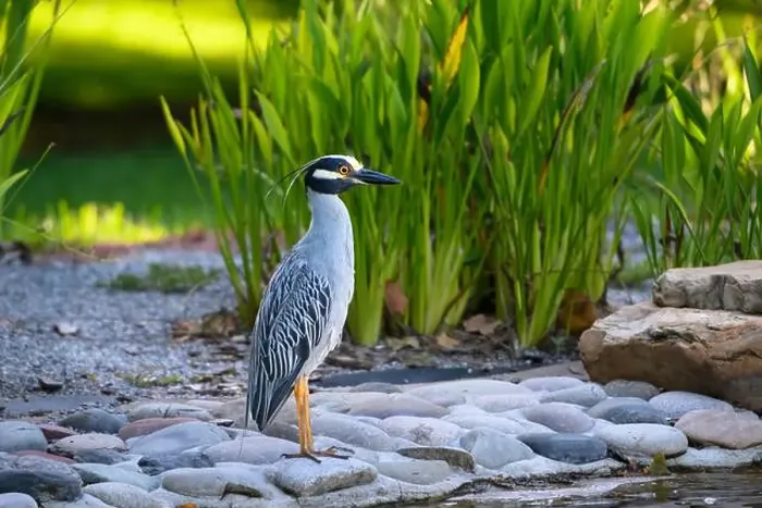 Framed Print : Yellow-crowned night heron standing majestic alongside a pond against green reeds Framed Print : Yellow-crowned night heron standing majestic alongside a pond against green reeds
