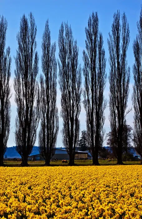 Framed Print : Yellow Daffodils, Cypress Trees, Farm, Flowers Skagit Valley Washington State Pacific Northwest Framed Print : Yellow Daffodils, Cypress Trees, Farm, Flowers Skagit Valley Washington State Pacific Northwest