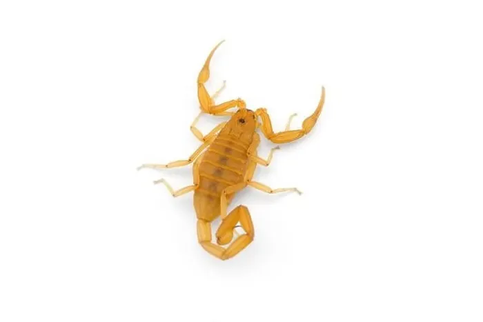 Framed Print : Yellow deadly dangerous scorpion top view isolated on white background