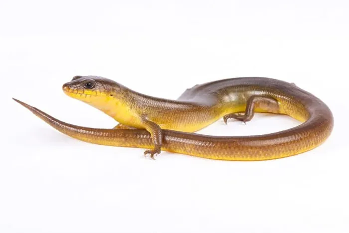 Framed Print : Yellow diving skink, Amphiglossus astrolabi Framed Print : Yellow diving skink, Amphiglossus astrolabi