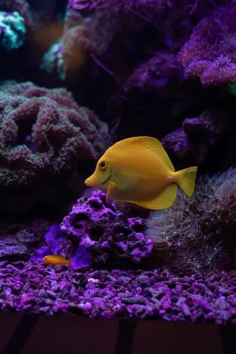 Framed Print : Yellow fish in the aquarium.Underwater world of the ocean. High quality photo Framed Print : Yellow fish in the aquarium.Underwater world of the ocean. High quality photo