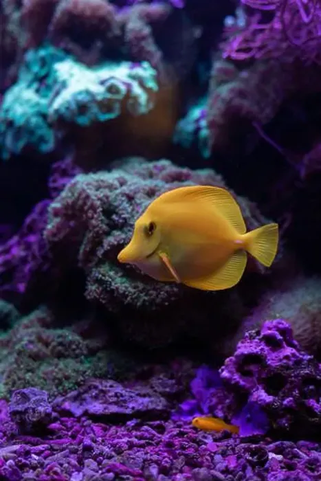 Framed Print : Yellow fish in the aquarium.Underwater world of the ocean. High quality photo Framed Print : Yellow fish in the aquarium.Underwater world of the ocean. High quality photo