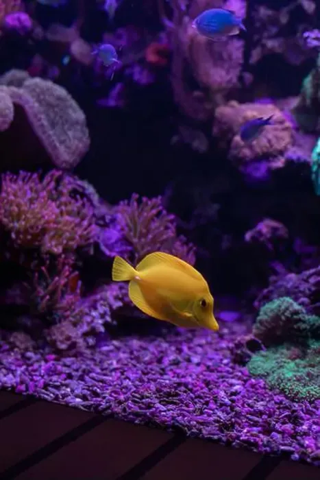 Framed Print : Yellow fish in the aquarium.Underwater world of the ocean. High quality photo Framed Print : Yellow fish in the aquarium.Underwater world of the ocean. High quality photo
